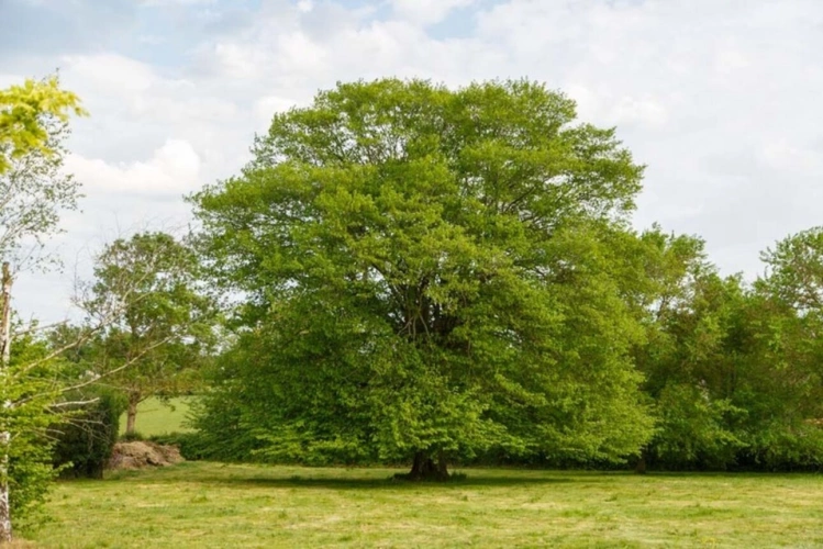 Photos 15 - Rurale - Propriété à vendre 8 pièces, 10 min de Paray Le Monial(71)