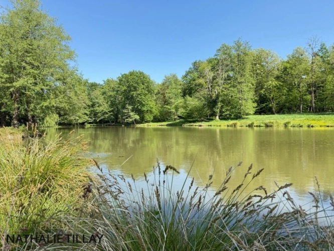 Photos 27 - Prestigious - Sologne Plateau, country estate for sale: 33-hectare park, swimming pool, tennis court, typical Solo