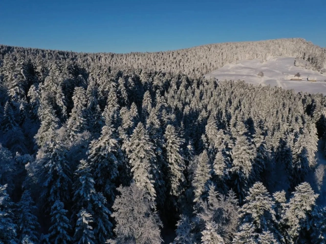 Photos 1 - Forestière - EXCEPTIONNELLE FORÊT DE SAPINS DE MOYENNE MONTAGNE