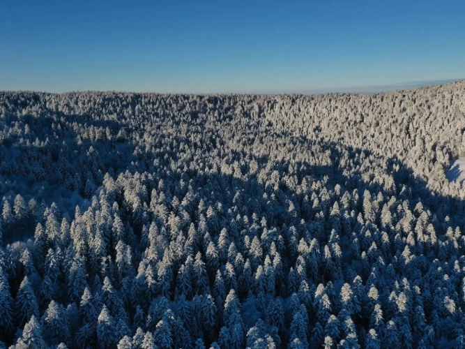 Photos 3 - Forestière - EXCEPTIONNELLE FORÊT DE SAPINS DE MOYENNE MONTAGNE