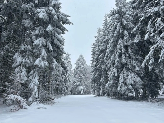 Photos 4 - Forestière - EXCEPTIONNELLE FORÊT DE SAPINS DE MOYENNE MONTAGNE