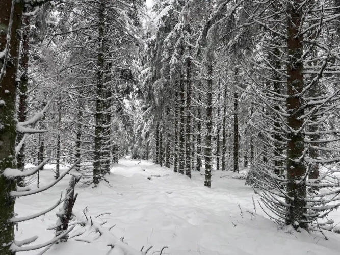 Photos 5 - Forestière - EXCEPTIONNELLE FORÊT DE SAPINS DE MOYENNE MONTAGNE