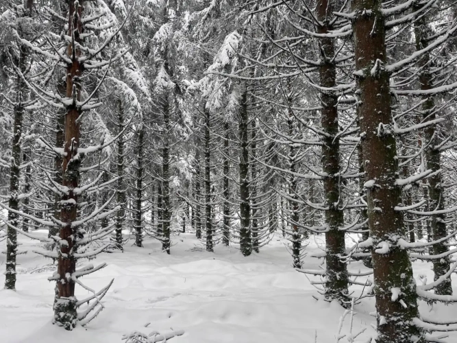 Photos 6 - Forestière - EXCEPTIONNELLE FORÊT DE SAPINS DE MOYENNE MONTAGNE