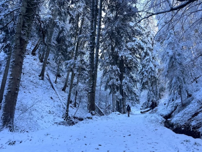 Photos 7 - Forestière - EXCEPTIONNELLE FORÊT DE SAPINS DE MOYENNE MONTAGNE