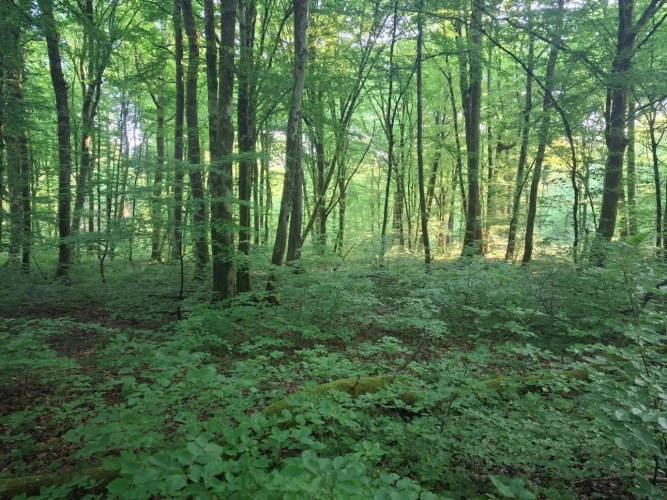 Photos 1 - Forestière - Forêt de production de feuillus