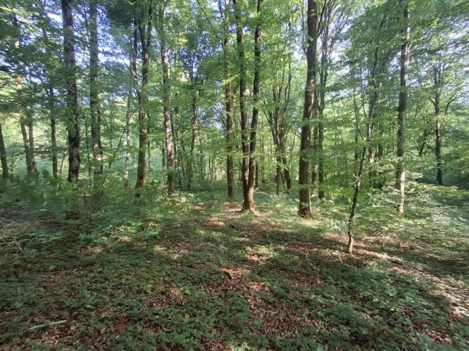 Photos 2 - Forestière - Forêt de production de feuillus