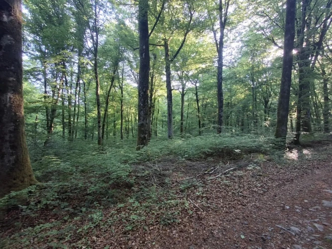 Photos 3 - Forestière - Forêt de production de feuillus