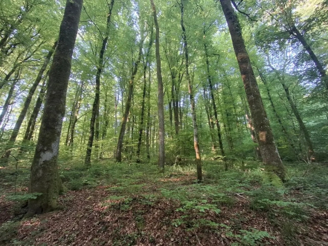 Photos 4 - Forestière - Forêt de production de feuillus