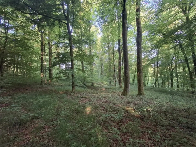 Photos 5 - Forestière - Forêt de production de feuillus