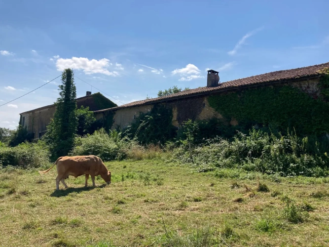 Photos 5 - Équestre - Vends corps de ferme en Dordogne - Périgord Vert - Nontron avec 5ha environ (jusqu'à 31,50 ha possible)