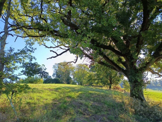 Photos 1 - Agricole - Terrain de 9582m²