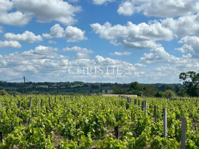 Photos 2 - Viticole - Propriété viticole à taille humaine, réseau de commercialisation, top terroir