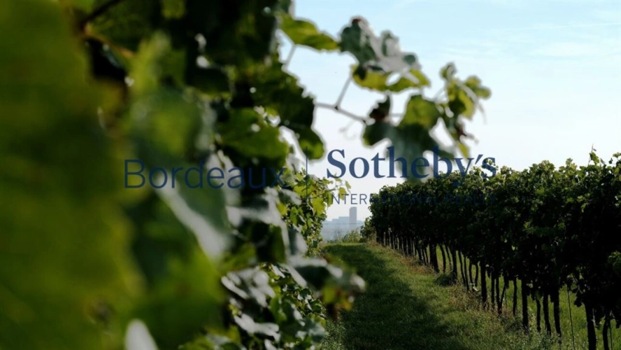 Photos 1 - Viticole - VIGNOBLE D'EXCEPTION EN PESSAC LEOGNAN - 14 HA