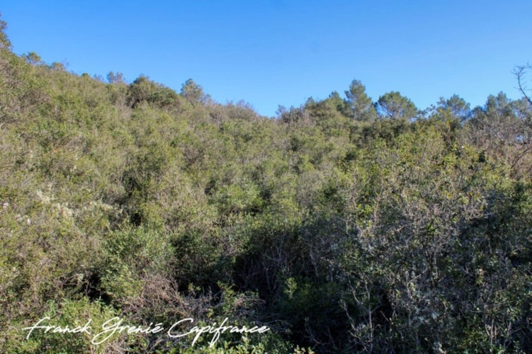 Photos 1 - Forestière - Terrain à vendre  TOURVES (83)