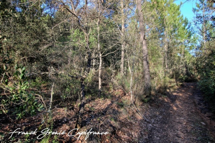 Photos 2 - Forestière - Terrain naturel 55050m²  TOURVES (83)