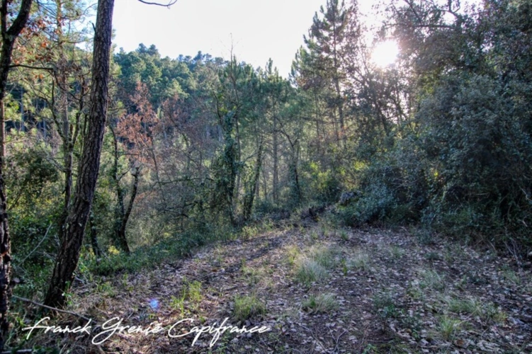 Photos 3 - Forestière - Terrain naturel 55050m²  TOURVES (83)