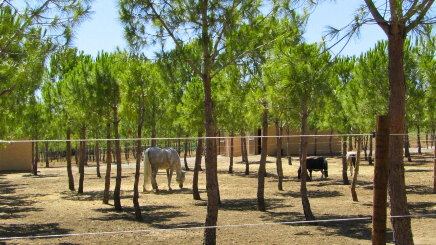 Photos 3 - Équestre - Propriété de 4,5 ha - Hérault (34)