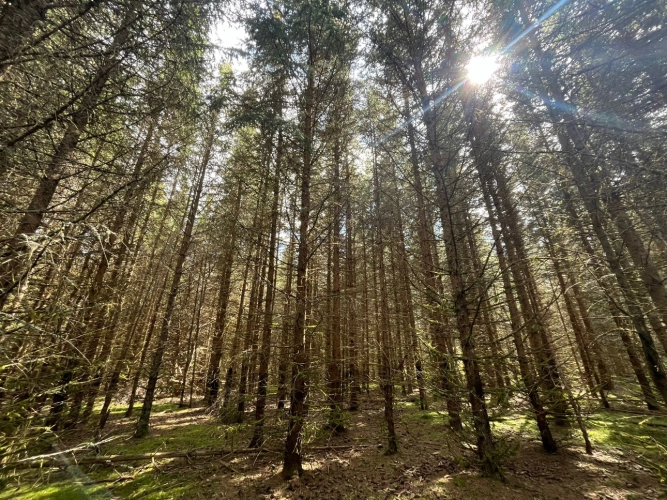 Photos 2 - Forestière - Forêt de production cœur de la Margeride lozérienne