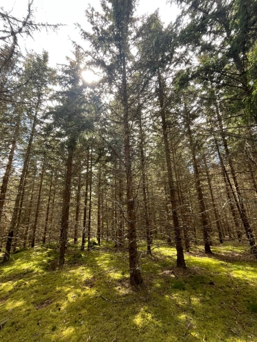 Photos 3 - Forestière - Forêt de production cœur de la Margeride lozérienne