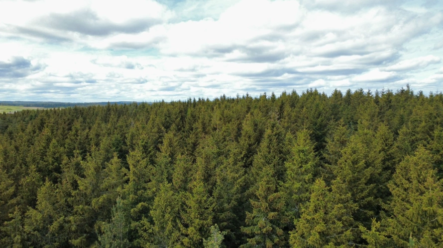 Photos 4 - Forestière - Forêt de production cœur de la Margeride lozérienne