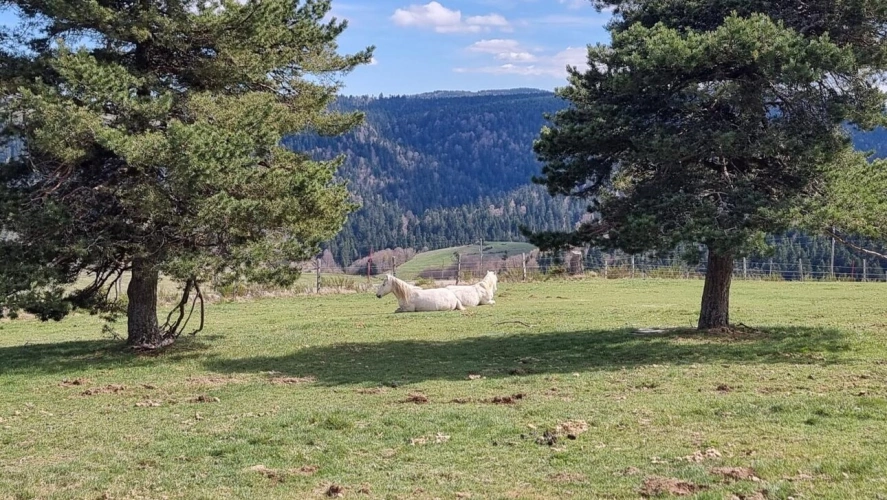 Photos 2 - Rurale - Propriété équestre sur 16 ha en montagne ardéchoise ?
