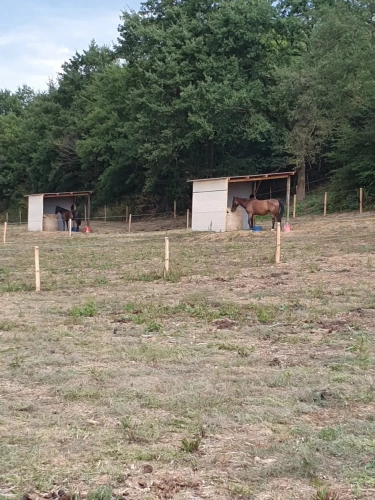 Photos 5 - Équestre - vends élevage canin et possibilités équestres !!!