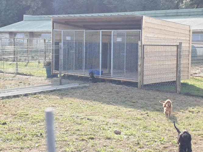 Photos 8 - Équestre - vends élevage canin et possibilités équestres !!!
