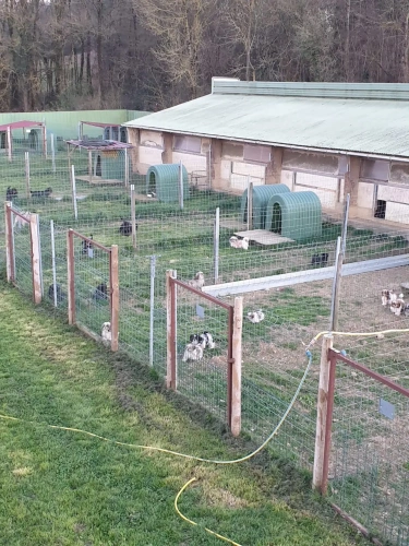 Photos 12 - Équestre - vends élevage canin et possibilités équestres !!!