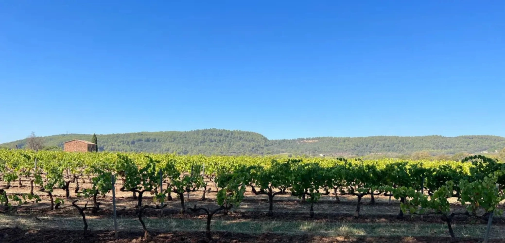 Photos 2 - Viticole - Domaine viticole en Provence avec 3 habitations  18 ha fort potentiel