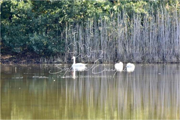 Photos 2 - Forestière - Propriété de Pêche ou d'Agrément de 5 hectares en Forêt d'Orleans