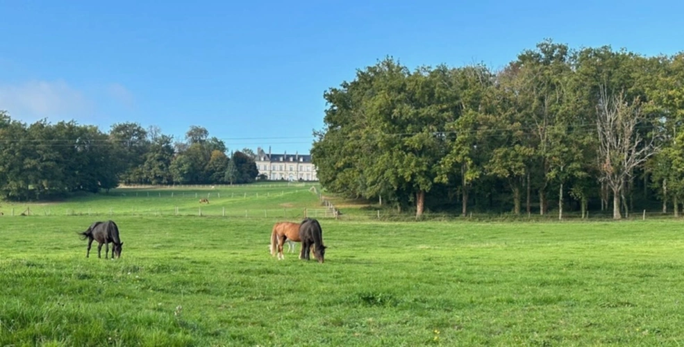 Photos 41 - Équestre - Château, installation équestre (haras) à vendre au coeur du bocage bourbonnais - Maison de gardien, club house, maison des cavaliers, boxes, écuries - Terrain de 40 hectares
