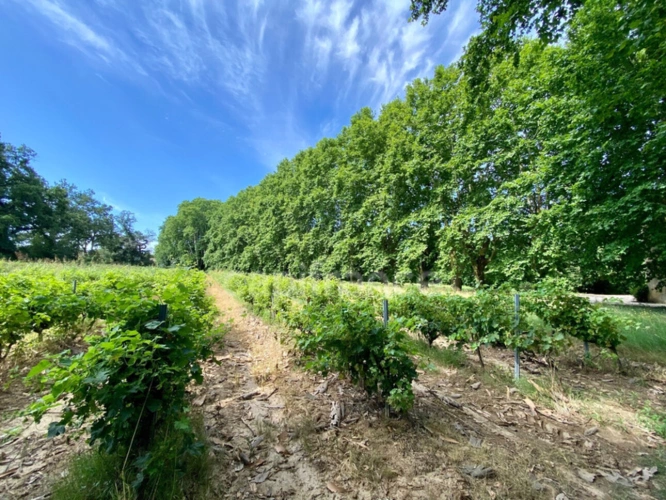 Photos 43 - Prestige - Dpt Gard (30), à vendre dans le Gard, propriété viticole en AOP Côtes du Rhône sur 25 hectares avec Château du XVème siècle