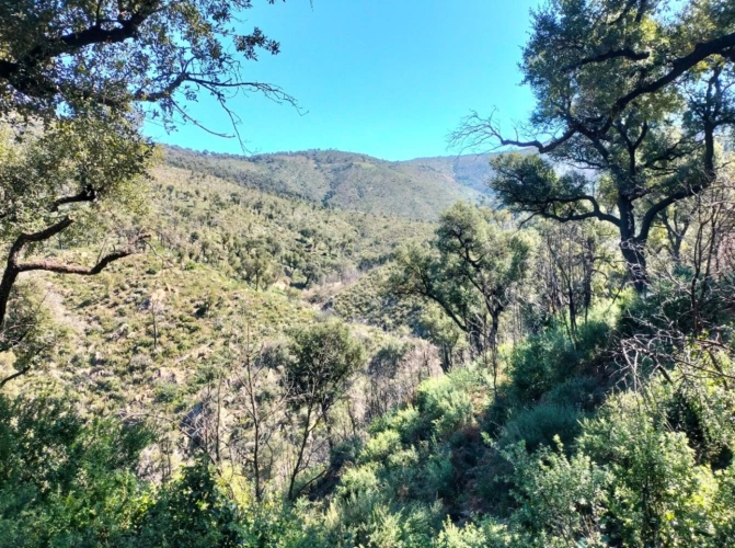 Photos 1 - Forestière - Propriété forestière avec bâtis et source au coeur du massif des Maures