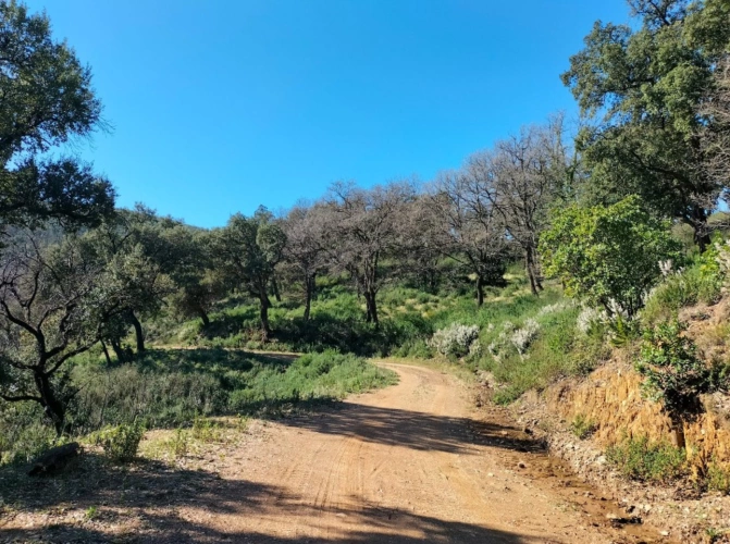 Photos 2 - Forestière - Propriété forestière avec bâtis et source au coeur du massif des Maures