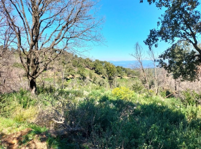 Photos 4 - Forestière - Propriété forestière avec bâtis et source au coeur du massif des Maures