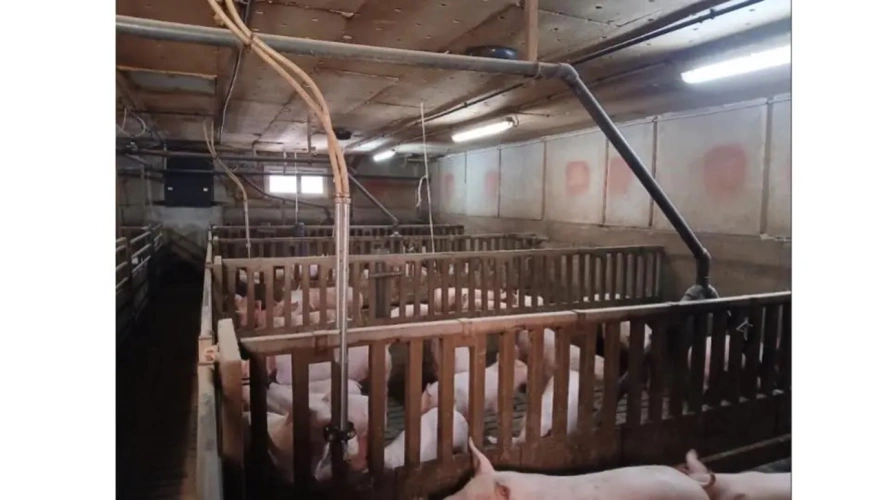 Photos 3 - Agricole - Briec-sur-Odet, aux portes de Quimper – Exploitation porcine avec fort potentiel de développement