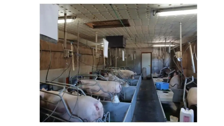 Photos 4 - Agricole - Briec-sur-Odet, aux portes de Quimper – Exploitation porcine avec fort potentiel de développement