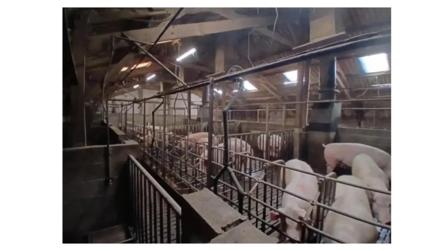 Photos 5 - Agricole - Briec-sur-Odet, aux portes de Quimper – Exploitation porcine avec fort potentiel de développement