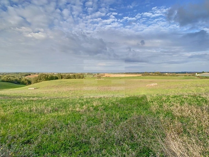 Photos 10 - Agricole - Bovine