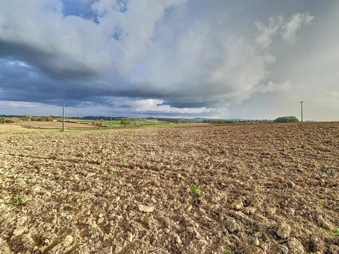 Photos 12 - Agricole - Bovine