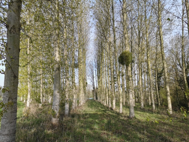 Photos 1 - Rurale - Terrain de loisirs avec étang et peupleraie