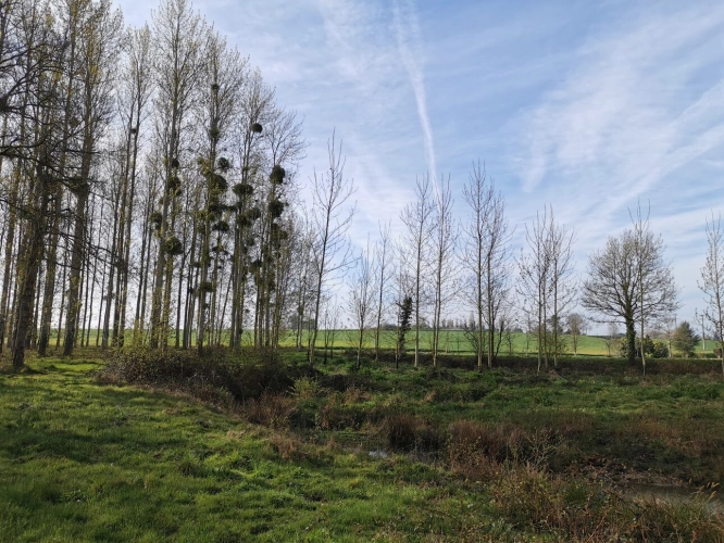 Photos 3 - Rurale - Terrain de loisirs avec étang et peupleraie