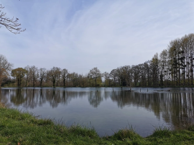 Photos 8 - Rurale - Terrain de loisirs avec étang et peupleraie