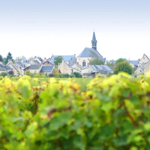 Photos 1 - Viticole - Vente de terres et vignes en AOC Chinon