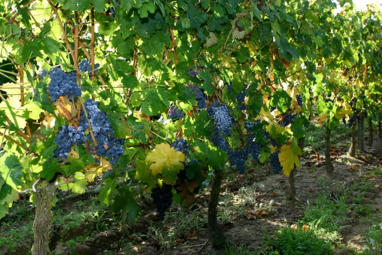 Photos 2 - Viticole - Vente de terres et vignes en AOC Chinon