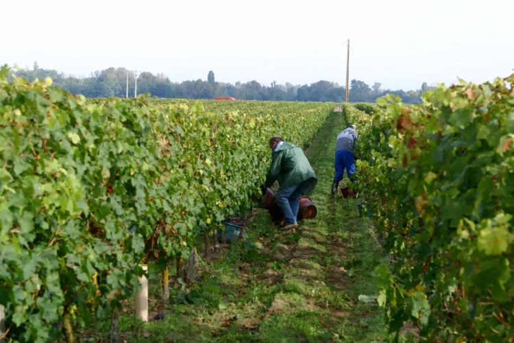 Photos 3 - Viticole - Vente de terres et vignes en AOC Chinon