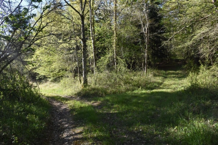 Photos 3 - Prestige - Exceptionnel !!! Ensemble immobilier sur 93 HA de terres avec ruisseau , sources