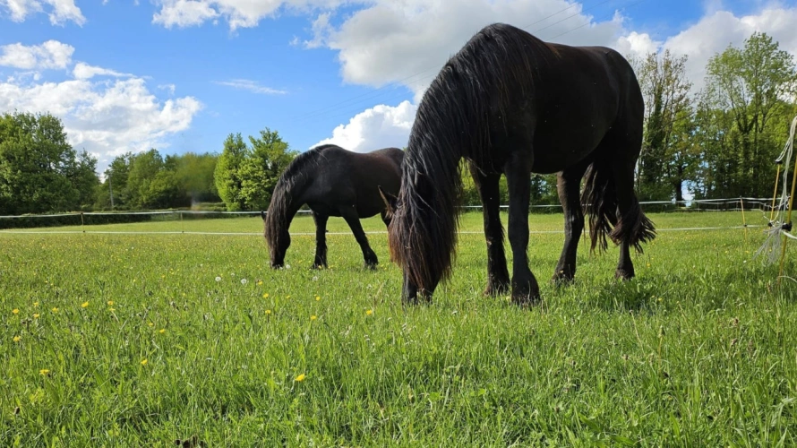 Photos 3 - Equestrian - Property with multiple activity potential - Lot (46)