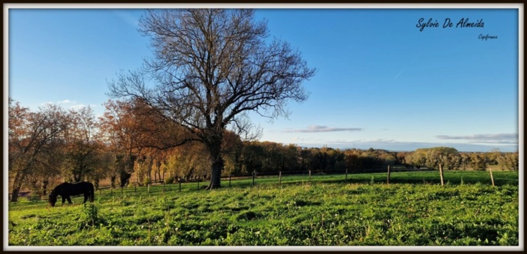 Photos 19 - Équestre - Propriété à vendre entre BIZIAT et PONT DE VEYLE (01) 16,5 Ha, vue, maison 145 m², ferme à rénover 170 m², pigeonnier, hangar, équestre