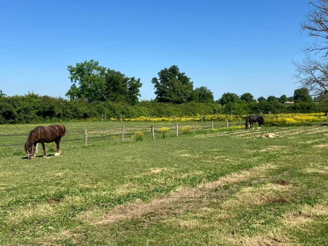 Photos 1 - Équestre - Propriété équestre sur plus de 40 hectares